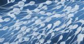 La morfologa de los espermatozoides se ha deteriorado en los ltimos años, reduciendo la fertilidad masculina