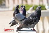 Biopyc recomienda realizar control de aves en la industria alimentaria y en espacios urbanos