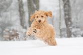 Consejos veterinarios para cuidar de las mascotas ante el temporal de fro