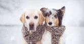 Claves para proteger a los perros de la nieve y el frío, según Wamiz
