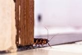 Rentokil Initial: Esto es lo que pasa cuando una cucaracha entra en una casa