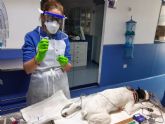 El Hospital Veterinario Guadiamar recoge muestras para investigar la exposicin al Covid-19 en mascotas