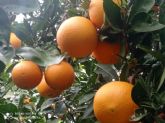 Naranjas la Torre regala cajas de 5kg de naranjas por su XVI aniversario