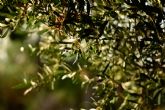 España presentará ´Los paisajes del olivar en Andalucía´ como nueva candidatura a Patrimonio Mundial de la UNESCO en 2022