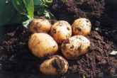 Comienza la recolecci�n de Patata Nueva en Andaluc�a, de buena calidad y volumen similar a anos anteriores