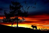 El MITECO publica el proyecto de orden ministerial que incluye al lobo en el Listado de Especies Silvestres en Régimen de Protección Especial