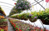 Frutales, arom�ticas y plantas de flor, los candidatos a superventas de primavera en Dijard�n
