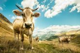 Miles de hectreas protegidas de los incendios del verano gracias al pastoreo del ganado vacuno