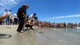Devolución de tortugas bobas al mar en la playa Ensenada del Esparto de La Manga del Mar Menor