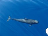 Loro Parque Fundación desarrolla una herramienta que haría más sostenible el avistamiento de cetáceos
