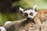 Loro Parque da la bienvenida a una nueva cra de lmur de cola anillada
