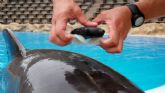 Loro Parque participa en el estudio sobre bienestar de cetáceos más grande de la historia