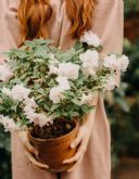 Diferentes tipos de macetas