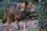 El nuevo borrador de la Estrategia del lobo pone el foco en la coexistencia entre la especie y la ganadera extensiva