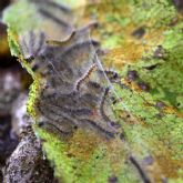 Oruga procesionaria, el ejrcito que se empieza a formar en otono