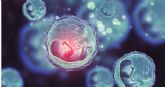 El diagnóstico genético preimplantacional puede descartar embriones normales