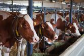 Agricultura, Pesca y Alimentacin saca a consulta pblica la modificacin de la normativa que regula los contratos en el sector lcteo
