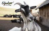 La cabra, un animal muy verstil y resistente, segn Bifeedoo