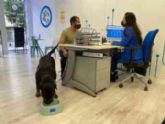 Avanza convierte todas sus tiendas en Pet Friendly y busca a la mascota de la empresa