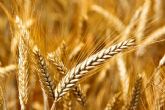 El secretario general de Agricultura y Alimentacin analiza con el sector cerealista y de piensos el impacto de la invasin rusa de Ucrania