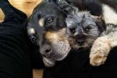 La Asociacin Espanola de Perros de Apoyo fomenta la terapia asistida con perros