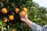 Comprar naranjas online baratas con Sabor a Naranjas en menos de 24 horas