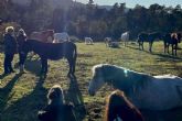 Aura, una escuela de formaci�n focalizada en acompanamiento asistido con caballos en libertad
