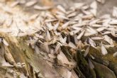 Rentokil Initial - Hormigas y termitas aladas: cómo identificarlas y prevenirlas