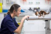 ¿Por qué es importante contratar un seguro veterinario?