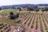 Los vinos de Vin�ric, la bodega situada en Calonge