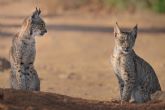 La poblacin de lince ibrico bate un nuevo rcord con ms de 1.365 ejemplares censados
