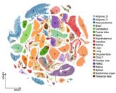 El BGI completa el primer atlas transcript�mico unicelular del cuerpo entero de un cerdo del mundo