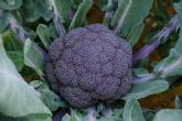 Nace el primer br�coli morado del mercado
