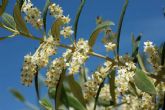 La floraci�n del olivo