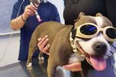 Los pequenos animales pueden recibir laserterapia en cl�nica