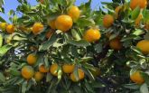 Naranjas Eco comienza la campana citr�cola 2022-2023