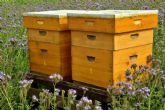 Ante el calor extremo, SATECMA aconseja c�mo proteger las colmenas de abejas