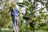 Vareadores para recolecci�n olivar, de la mano de Agrocor