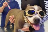 ?Qu� aplicaciones le dan a la laserterapia en Cl�nica Veterinaria El Estrecho?
