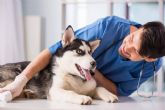 ?Hace falta tener el bachillerato para ser auxiliar veterinario?, por Vetformaci�n