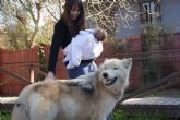 De los mitos y leyendas a las realidades, Wolfdog o Perro Lobo Americano