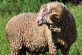 ?Por qu es tan singular la lana de oveja Merina?