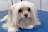 Oh My Pet abre su nueva peluquer�a canina en San Miguel, Santiago de Chile