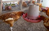 Bifeedoo explica por qu� las gallinas deben comer pienso ecol�gico en formato harina grosera