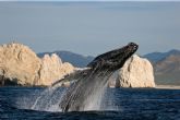 Los Cabos, el mejor destino mexicano para el avistamiento de ballenas