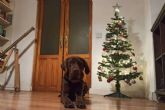 ?Por qu es importante el bienestar animal durante las navidades?, por la Asociacin Espanola de Perros de Apoyo