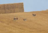 La Asociacin Ecologista La Avutarda Dientes de Sable y Viridi realizarn un proyecto piloto para beneficio de las aves esteparias y su hbitat en Cedillo del Condado y Torrejn de Velasco