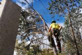 La empresa ubicada en Madrid Talas de Árboles y su servicio profesional de poda de árboles