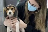 Pack cachorro, un servicio del Hospital Veterinario El Bosque para asegurar el bienestar de los animales