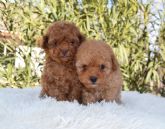 Gallumar sobre la importancia de la educacin y la alimentacin de los perros